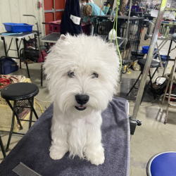 Doreen Schefer avatar