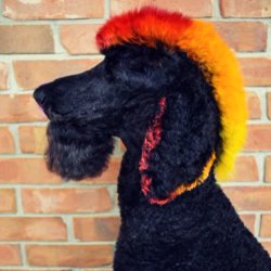 Hayley Heinemann avatar