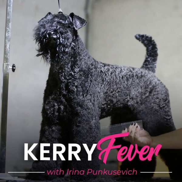 Kerry Fever Dog Grooming Webinar