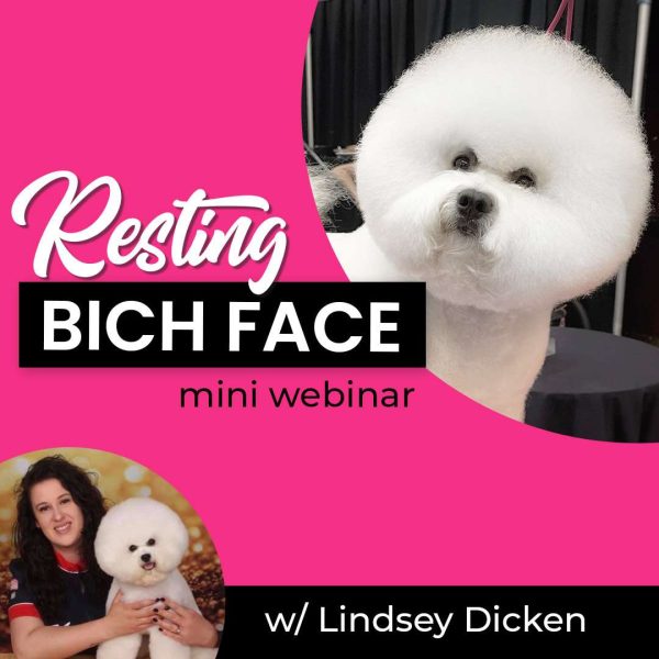 Resting Bich Face Dog Grooming Webinar