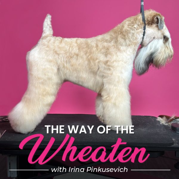 The Way of the Wheaten Dog Grooming Course