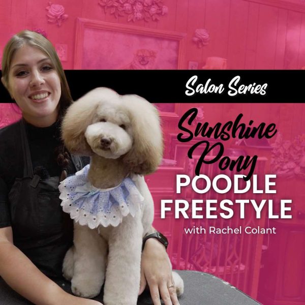 Sunshine Pony Poodle Freestyle Dog Grooming Course