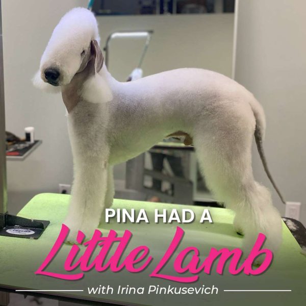 Pina Had a Little Lamb Bedlington Grooming Webinar