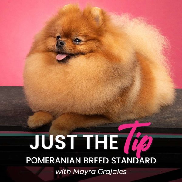 Just The Tip Pomeranian Grooming Course