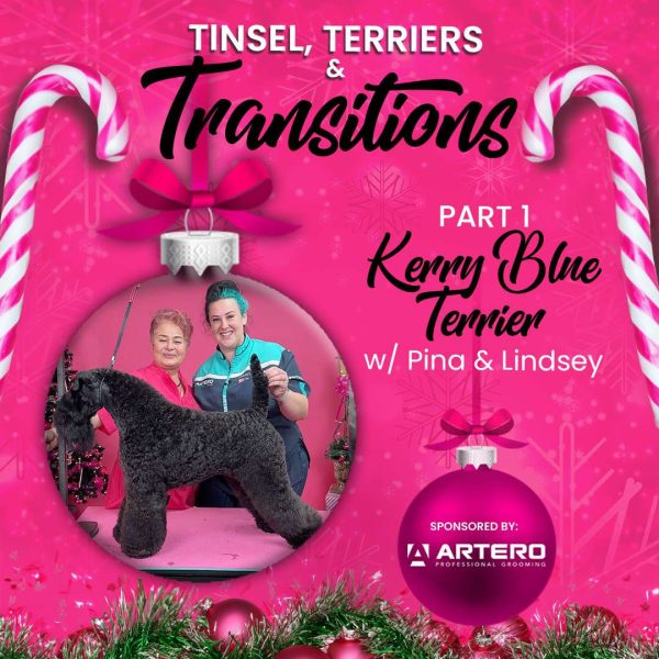 Tinsel, Terriers & Transitions Kerry Blue Webinar