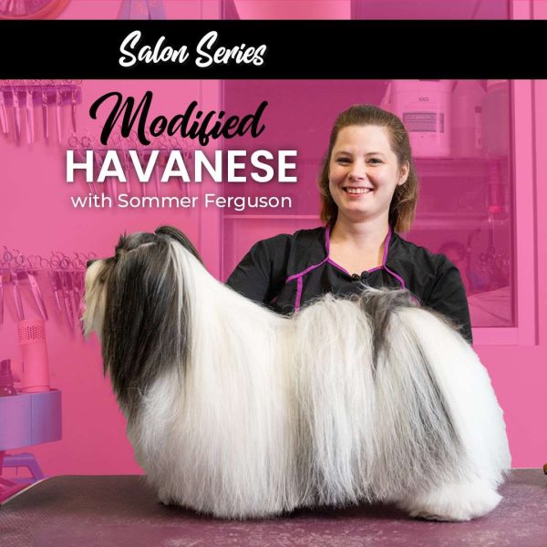 Modified Havanese Dog Grooming Course