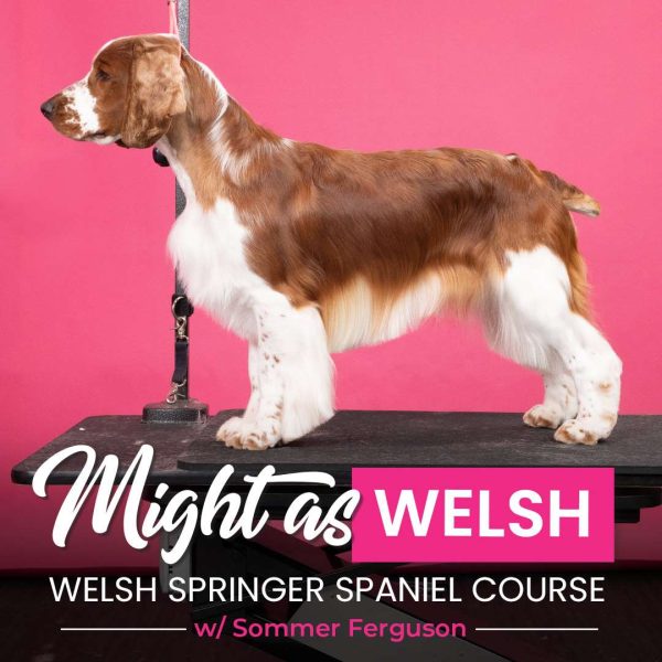 Might as Welsh Dog Grooming Course