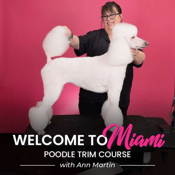 Welcome to Miami Poodle Grooming Course