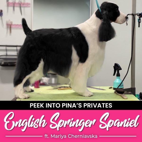 English Springer Spaniel Dog Grooming Course