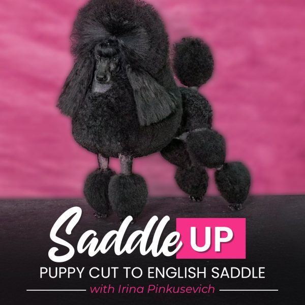 Saddle Up Poodle Grooming Webinar
