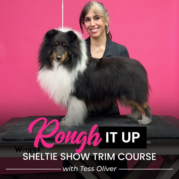 Rough It Up Sheltie Show Grooming Course
