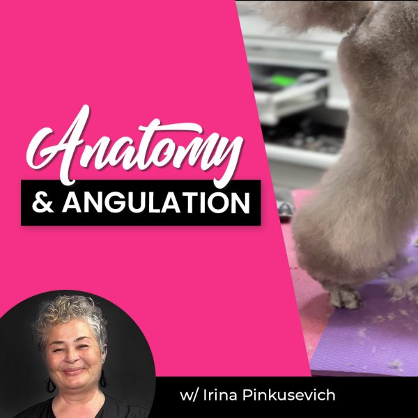Anatomy & Angulation Dog Grooming Webinar