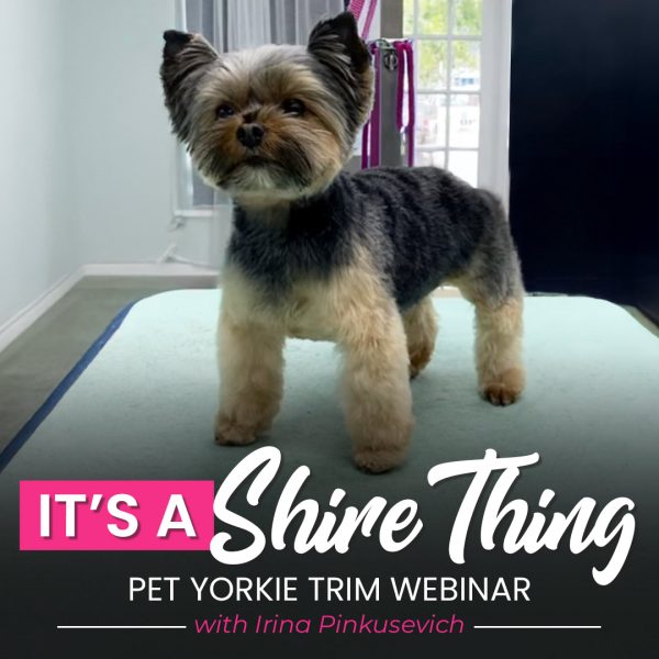 It's a Shire Thing Pet Yorkie Webinar