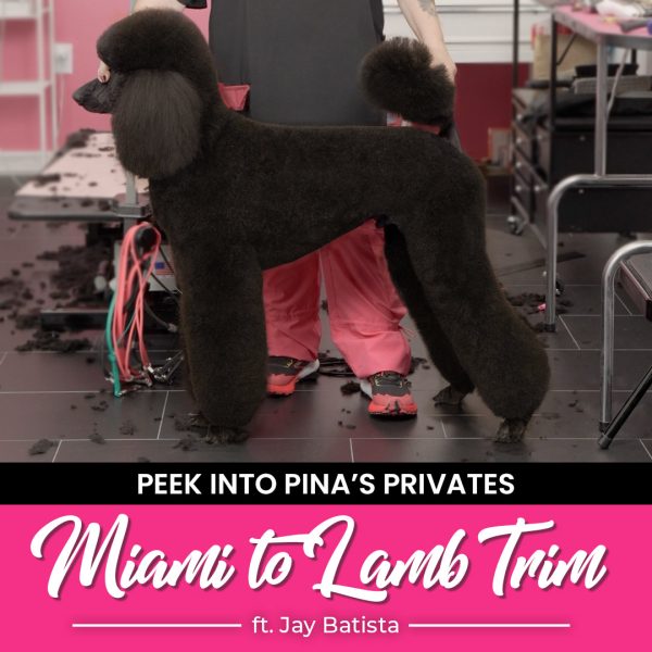 Miami to Lamb Trim Poodle Grooming Course