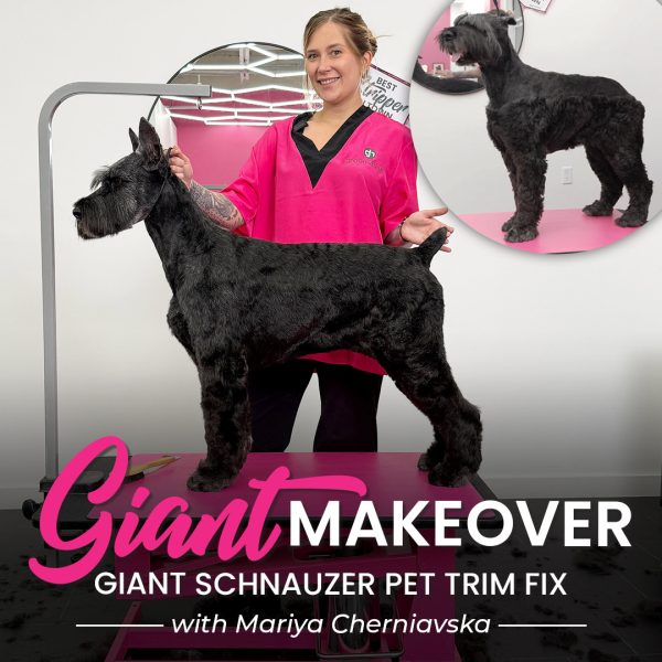 Giant Makeover Schnauzer Grooming Course