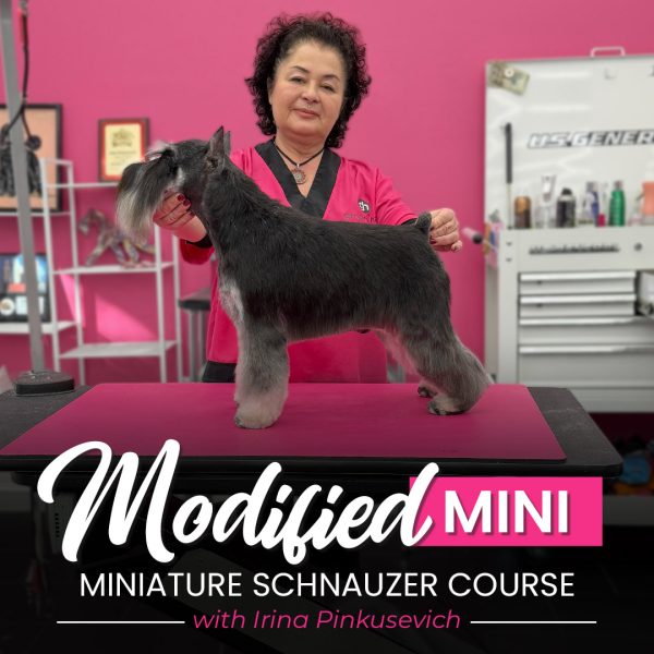 Modified Mini Schnauzer Course