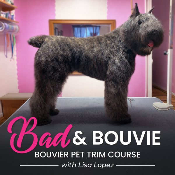 Bad & Bouvie Pet Bouvier Grooming Course