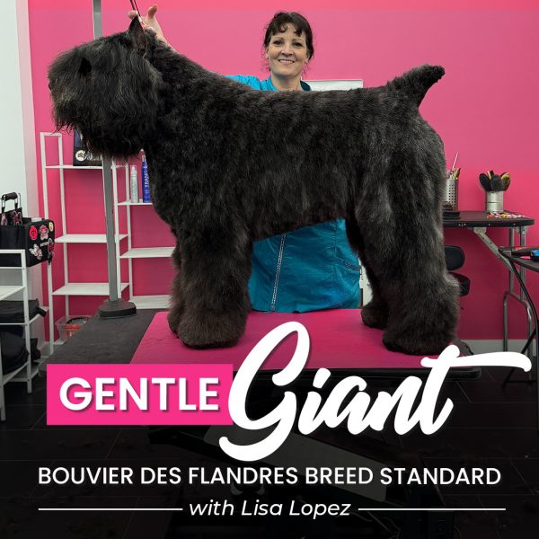 Gentle Giant Bouvier Grooming Course