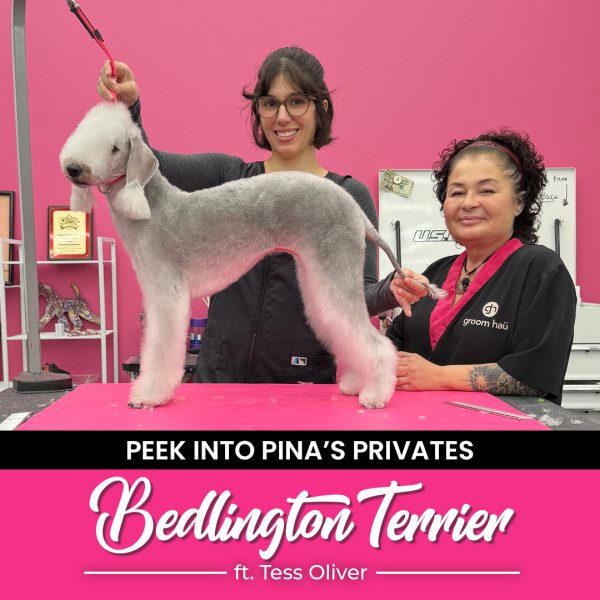 Bedlington Terrier Grooming Course
